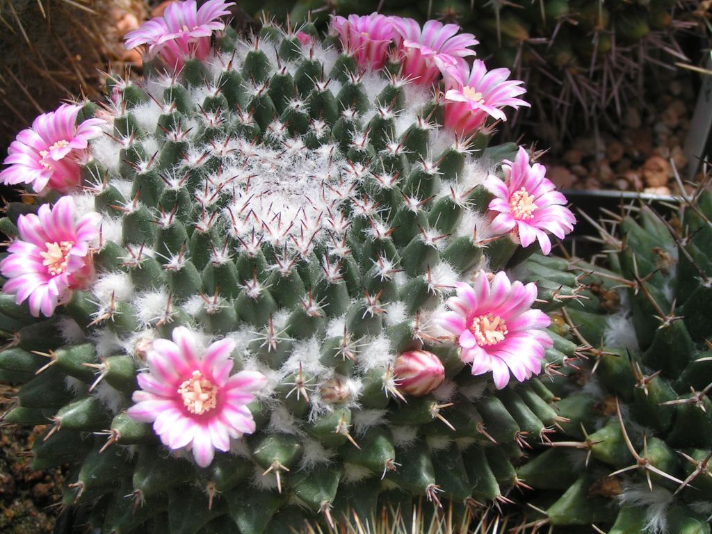 Mammillaria macdougalii